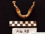 L_V20d5051 A16.78 R827 lR ta mandible